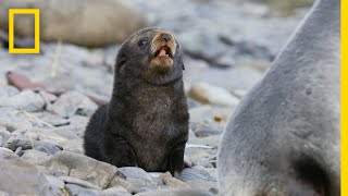 Fur Seals Overcome Extinction On ‘Resurrection Island’ – Ep 1  Wildlife Resurrection Island [upl. by Irvin]