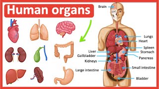 Organs in the human body  Easy learning video [upl. by Hayidan13]