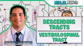 Neurology  Descending Tracts Vestibulospinal Tract [upl. by Sirron]