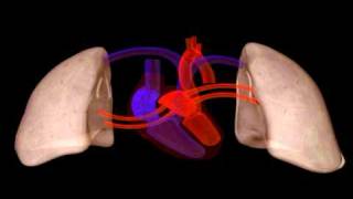 Heart Structure  Biology  Anatomy [upl. by Saum]