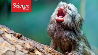 Marmoset baby talk [upl. by Atikcir]