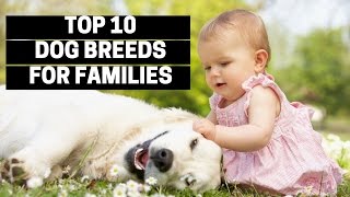 TOP 10 DOGS FOR FAMILIES  Best Puppy Breed For Children [upl. by Lehcer]