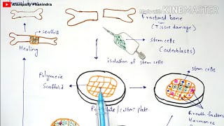 Tissue engineering  Technique  Procedure  Bio science [upl. by Nonnarb]