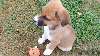 cute puppy playing with his toys compilation [upl. by Puttergill]