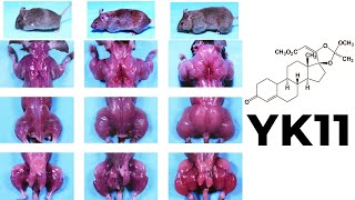 YK11 Myostatin Inhibitor – Increased Follistatin Results amp Side Effects [upl. by Eillat810]