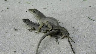 CAUGHT TWO LIZARDS MATING [upl. by Olli]