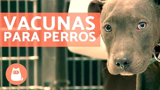 Vacunas para perros cachorros y adultos  CONSEJOS VETERINARIOS [upl. by Gentille113]