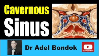 Cavernous Sinus Dr Adel Bondok Making Anatomy Simple [upl. by Laerdna]