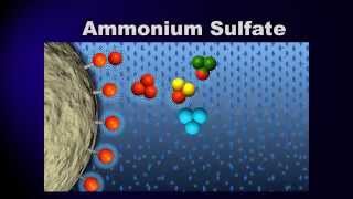 Bioprocessing Part 3 Purification [upl. by Udela301]