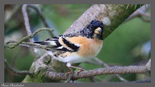 37 oiseaux dans mon jardin  37 birds in my garden [upl. by Ecirual786]