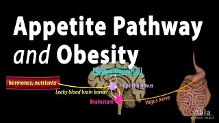 The Brains HungerSatiety Pathways and Obesity Animation [upl. by Dyche]