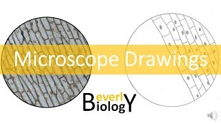 Proper Microscope Drawings and Observations [upl. by Threlkeld550]