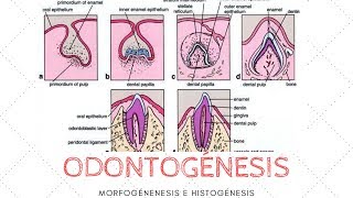 ODONTOGÉNESIS MORFOGÉNESIS E HISTOGÉNESIS [upl. by Eitsirhc836]