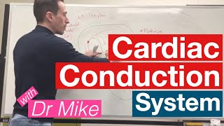 Cardiac Conduction System  Cardiology [upl. by Aniham]