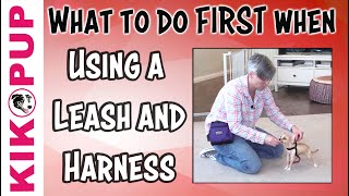 What to do FIRST  Getting Started with Leash Training [upl. by Irreg]