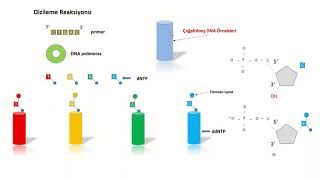 Sanger DNA Dizileme  Sanger DNA Sequencing  Sanger Method [upl. by Tallou]