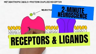 2Minute Neuroscience Receptors amp Ligands [upl. by Annhej]