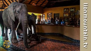 The Elephants that came to dinner 🐘🐘🐘  Mfuwe Lodge Zambia [upl. by Barsky997]