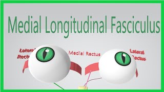 Medial Longitudinal Fasciculus Made Ridiculously Simple [upl. by Ynnhoj296]