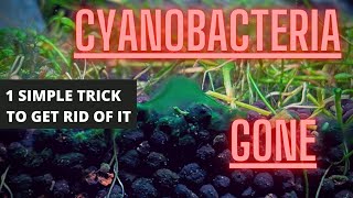 AQUARIUM ALGAE GUIDE Ep 4 Cyanobacteria  Blue Green Algae Removal [upl. by Caressa264]