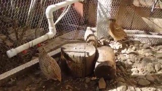 Coturnix Quail Outdoor Aviary  Raising Organically [upl. by Marina198]