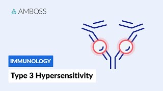 Immune ComplexMediated Hypersensitivity Type III Hypersensitivity Reaction [upl. by Zachery247]