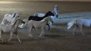 Liberty with 10 horses  Sylvia Zerbini  Night of the Horse 2016  Del Mar National Horse Show [upl. by Arahd564]