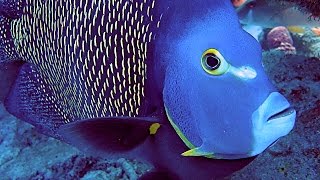 Best Of Bonaire HD  24 Boat Shore amp Wreck Scuba Dives  Macro Wide Angle Fish amp Creatures 2 [upl. by Esertal]