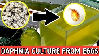 HOW TO HATCH DAPHNIA EGGS  HOW TO CULTURE DAPHNIA [upl. by Oni844]