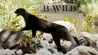 Nature Wildlife Sounds  Onza Jaguarundi Cougar Bobcat Deer Javelina Hare  Trail Cam Art [upl. by Rollins]