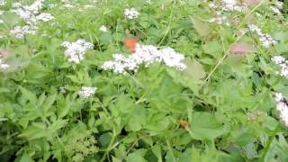 Capital Naturalist Java Dropwort [upl. by Noevart420]