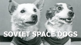 Belka and Strelka – the Soviet space dogs [upl. by Anewor131]