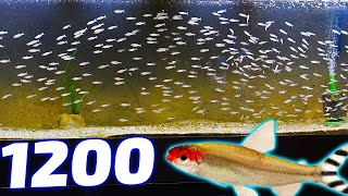 What Happened to My 1200 Rummynose Tetras [upl. by Bortman]