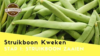 Struikboon Pongo Zaaien  Zo kweek je Struikbonen [upl. by Dania403]