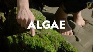 Definitions in the Field Algae [upl. by Adiaroz]