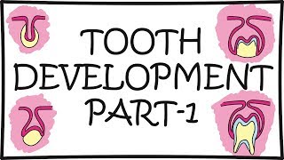 Tooth Development Odontogenesis Part1 [upl. by Ettevey]