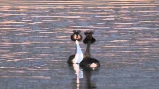 Great Crested Grebe Courtship Dance [upl. by Alwin]