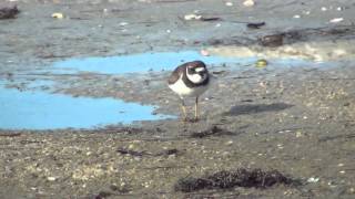 Semipalmated Plover [upl. by Oirelav444]