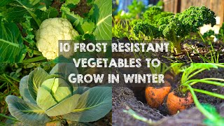 10 Frost Resistant Vegetables to Grow in Winter [upl. by Yenahpets402]