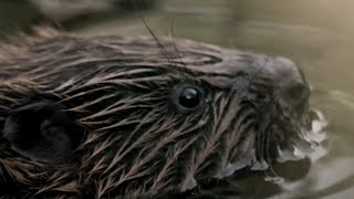 Wild Beavers Return After 400 Years  Wild Rescue  BBC Earth [upl. by Ained]