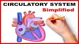 Circulatory System Physiology Heart Simplified [upl. by Bonilla]