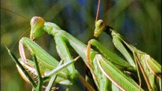 Mantis Life Cycle and Behavior [upl. by Ivo50]