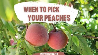 When to Pick your Peaches [upl. by Cornia]