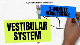 2Minute Neuroscience Vestibular System [upl. by Ailemap]