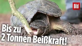 Schnappschildkröten am Badesee Gemeinde plant Jagd auf diese gefährliche Reptilien [upl. by Aninep373]