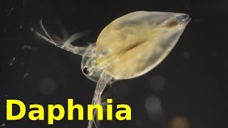 Daphnia [upl. by Vil]