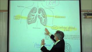 ANATOMY RESPIRATORY SYSTEM PART 2 Lower Tract Trachea amp Lungs by Professor Fink [upl. by Durarte180]