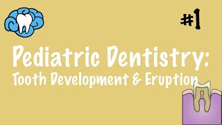 Pediatric Dentistry  Tooth Development and Eruption  INBDE ADAT [upl. by Adniralc]