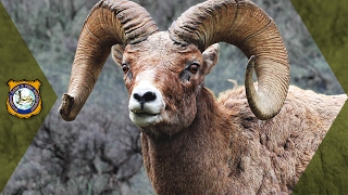 Bighorn Sheep  Wyoming Hunt [upl. by Jaenicke795]