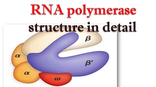 RNA polymerase structure in detail [upl. by Johnstone]